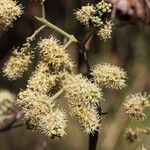Combretum collinum Flower