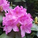 Rhododendron catawbiense Flower