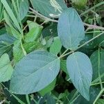 Centrosema virginianum List