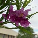 Chilopsis linearisFlower