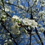 Prunus cerasus Λουλούδι