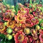 Helenium autumnale Характер