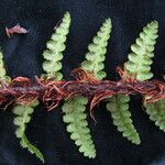 Athyrium wallichianum Leaf