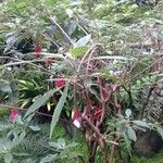 Fuchsia corymbiflora Hábito