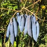 Decaisnea insignis Fruto