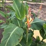 Canna iridiflora Hoja