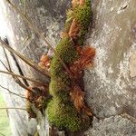 Davallia chaerophylloides Other