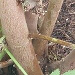 Sparrmannia africana പുറംതൊലി