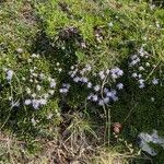 Globularia repens অভ্যাস