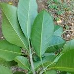 Esenbeckia leiocarpa Blatt