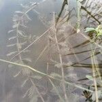 Myriophyllum spicatum Лист