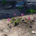 Bergenia crassifoliaফুল