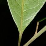 Hieronyma oblonga Hoja