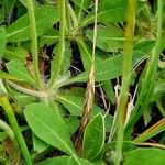 Pilosella officinarum Лист