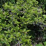 Forestiera ligustrina Habit