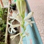 Polianthes tuberosa Fiore