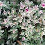 Mesembryanthemum nodiflorum Hoja