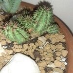 Euphorbia susannae Plante entière