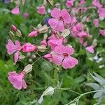 Gypsophila vaccaria फूल