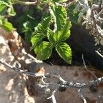 Lantana viburnoides Leht