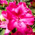 Rhododendron ferrugineum Цвят