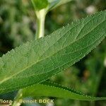 Scrophularia oblongifolia Leaf