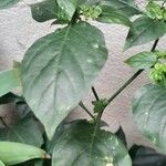 Capsicum frutescensList