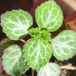 Plectranthus oertendahlii 葉