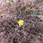 Helianthemum cinereum Flower