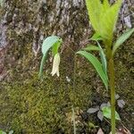 Uvularia sessilifolia Floare