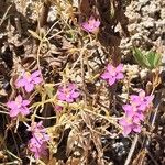 Centaurium littorale عادت