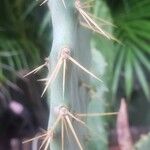 Opuntia dillenii Liść