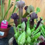 Sarracenia leucophylla Hoja