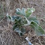 Asclepias eriocarpa Alkat (teljes növény)