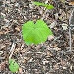 Vitis riparia Feuille