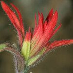Castilleja pruinosa Λουλούδι