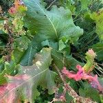 Rumex confertus Leaf