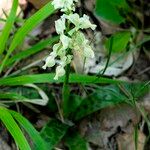 Orchis provincialis Blad