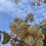 Cordia alliodora Flor