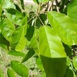 Handroanthus heptaphyllus Folha