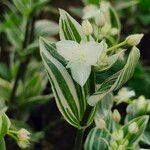 Tradescantia fluminensis 花