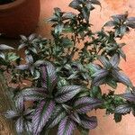 Strobilanthes auriculata 葉