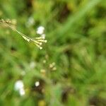 Boerhavia erecta Flor