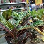 Codiaeum variegatumYaprak