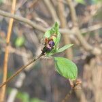 Rhododendron mucronulatum Fuelha