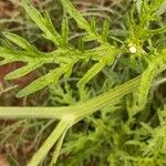 Parthenium hysterophorus Feuille