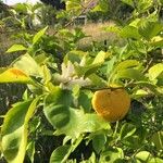 Citrus sinensis 果実