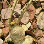 Pachypodium succulentum Bark