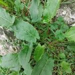 Rumex acetosa Leaf