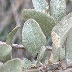 Atriplex halimus Leaf